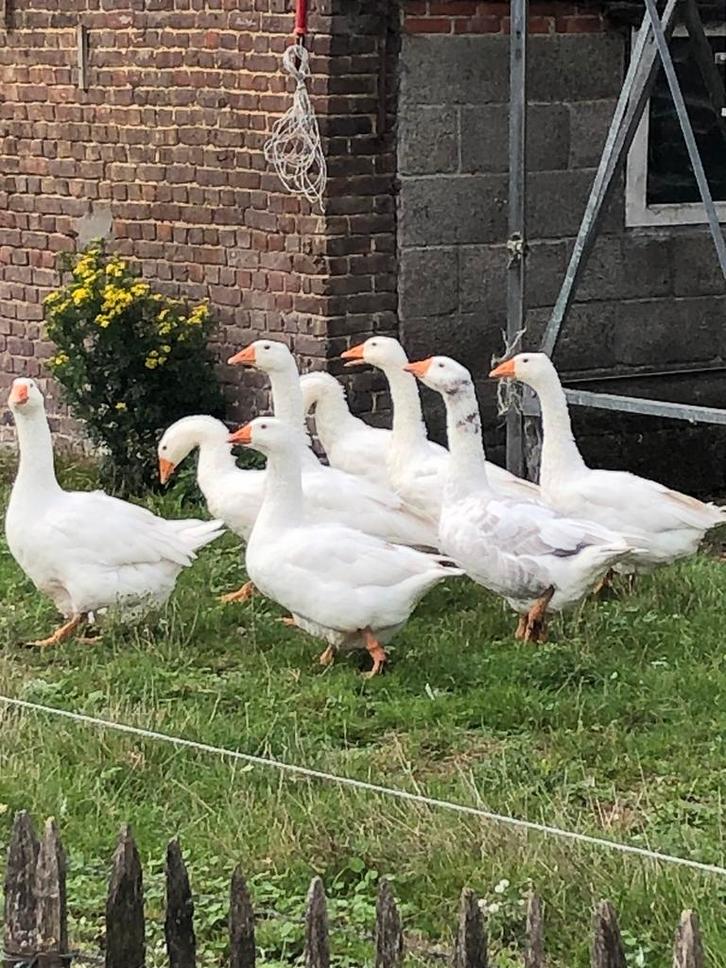 Witte boerenganzen, Dieren en Toebehoren, Pluimvee