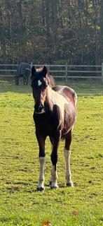 Shetlander gezocht, Dieren en Toebehoren, Paarden, Merrie, Springpaard, Minder dan 160 cm, Gechipt