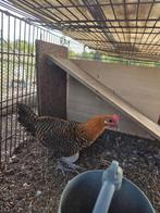 Goudbrakel - haan, Dieren en Toebehoren, Mannelijk, Kip