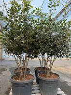Quercus Ilex - Steeneik - Meerstammig, Ophalen