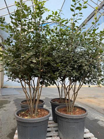 Quercus Ilex - Steeneik - Meerstammig beschikbaar voor biedingen