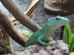 Gastropholis prasina, Hagedis, Met terrarium, 0 tot 2 jaar
