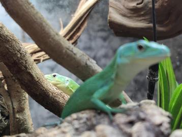 Gastropholis prasina, Lézard, Avec terrarium, 0 à 2 ans