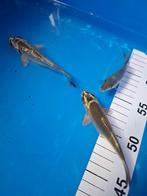 japanse koi, Dieren en Toebehoren, Karper of Koi