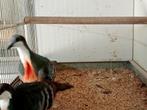 Koppel dolksteekduiven, Animaux & Accessoires, Oiseaux | Pigeons