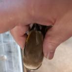 Chardonnerets, Dieren en Toebehoren, Vissen | Vijvervissen