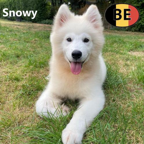 Snowy, prachtige Samoyeed pup te koop, Dieren en Toebehoren, Honden | Poolhonden, Keeshonden en Oertypen, Reu, Overige rassen