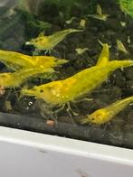 Citroen garnalen, Dieren en Toebehoren