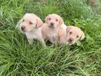 Labrador Retriever pups, Dieren en Toebehoren, Honden | Retrievers, Spaniëls en Waterhonden, België, CDV (hondenziekte), 8 tot 15 weken