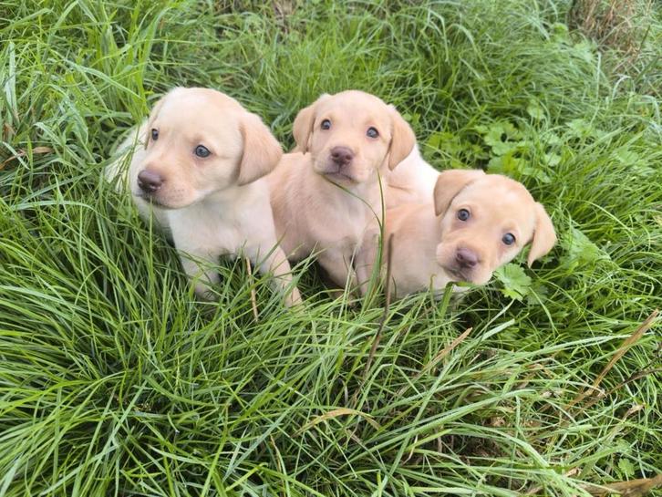 Labrador Retriever pups, Dieren en Toebehoren, Honden | Retrievers, Spaniëls en Waterhonden, Meerdere dieren, Labrador retriever