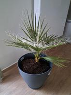 Californische palm met nieuwe bloempot, Tuin en Terras, Volle zon, Vaste plant, Lente, Ophalen