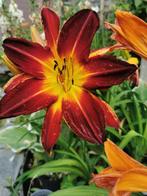 Daglelie kruising, Tuin en Terras, Planten | Tuinplanten, Ophalen, Vaste plant, Overige soorten