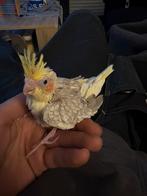 tamme valkparkiet, Parkiet, Tam