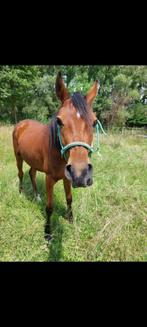 Aangeboden vanaf november 1 (of 2) stallen te huur in Aalst, Weidegang, 2 of 3 paarden of pony's