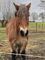 Boerenpaard te koop, Dieren en Toebehoren, Ruin, Tuigpaard, Gechipt, 7 tot 10 jaar