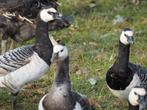 Ganzen Brandganzen, Dieren en Toebehoren, Pluimvee, Meerdere dieren, Gans of Zwaan