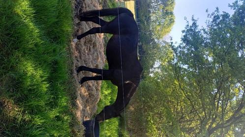 Mooie fokmerrie/draagmerrie/recreatie,..., Dieren en Toebehoren, Paarden, Merrie, Niet van toepassing, 11 jaar of ouder, Met stamboom