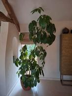 Plant, Huis en Inrichting, Ophalen