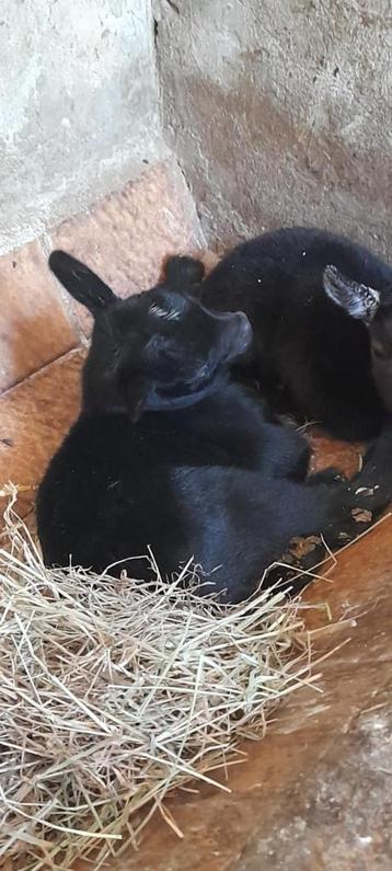 Super schattige lammetjes beschikbaar voor biedingen