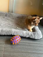 Twee lieve broertjes, België, Fokker | Hobbymatig, Overige rassen, 8 tot 15 weken