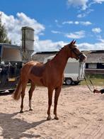 4 jarig dressuurpaard DIMAGGIO BLACK x ROUSSEAU, Dressuurpaard