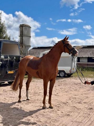4 jarig dressuurpaard DIMAGGIO BLACK x ROUSSEAU  beschikbaar voor biedingen