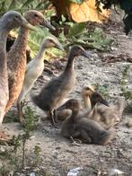 Indische loopeendjes, Geslacht onbekend, Eend
