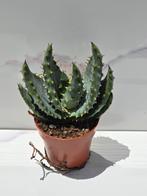 Aloe aculeata, Ophalen of Verzenden