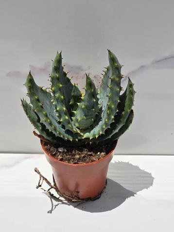 Aloe aculeata  beschikbaar voor biedingen