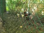 3 jonge brahma's 2 hennen en 1 haan groothoender, Meerdere dieren, Kip
