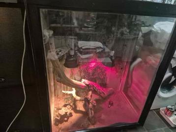 Terrarium pour reptiles, Enlèvement, Utilisé