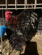 Cochinkriel goudberken haan, Dieren en Toebehoren, Pluimvee, Mannelijk, Kip