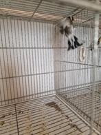 Distelvinken 3 mannen beschikbaar, Dieren en Toebehoren, Mannelijk, Geringd