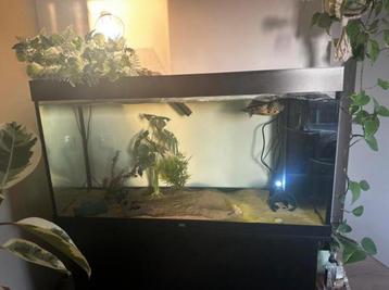 Aquarium Juwel Rio 350 incl. geelwang schildpad beschikbaar voor biedingen