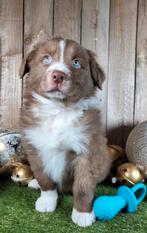 Australische herder pup / Aussie / Australian Shepherd pups, Dieren en Toebehoren, België, 8 tot 15 weken, CDV (hondenziekte)