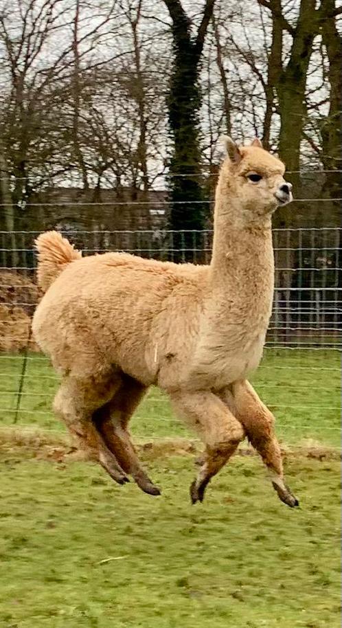 Alpaca’s te koop, Dieren en Toebehoren, Overige Dieren, Meerdere dieren