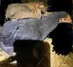 1 poule bonne pondeuse (oeuf bleu) et 1 coq à vendre, Animaux & Accessoires, Plusieurs animaux, Poule ou poulet