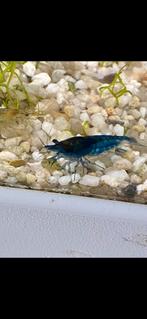 Blauwe garnalen, Dieren en Toebehoren