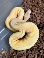 Ball python albino pied, Dieren en Toebehoren
