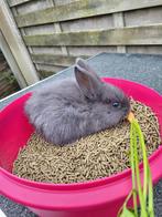 Konijnen te koop, Dieren en Toebehoren, Konijnen, Meerdere dieren, Middelgroot, 0 tot 2 jaar