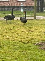 Zwanen, Dieren en Toebehoren, Pluimvee, Meerdere dieren
