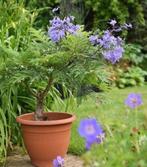 JACARANDA mimosifolia (Unieke kamerplant), Ophalen, In pot, Volle zon