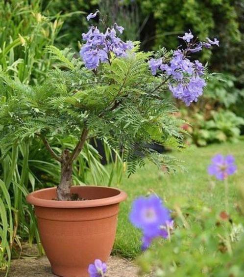 JACARANDA mimosifolia (Unieke kamerplant), Huis en Inrichting, Kamerplanten, Volle zon, In pot, Ophalen