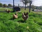 Wyandottes naines, perdrix maillé doré claire et dc bleu, Animaux & Accessoires, Plusieurs animaux, Poule ou poulet