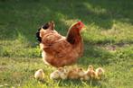 Gezocht kuikentjes., Dieren en Toebehoren, Kip