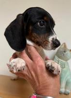 Prachtige driekleurige teef klaar voor vertrek, Dieren en Toebehoren, België, HCC (leverziekte), 8 tot 15 weken, Korthaar