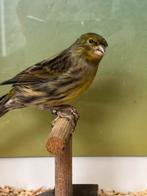 Zwart geel mozaïek kanaries – uit bloedlijn Rubiero Portugal, Dieren en Toebehoren, Vogels | Kanaries, Kleurkanarie