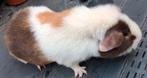 US Teddy beer van Februari 2025, Februari, Mannelijk, Cavia