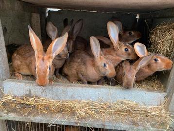 Lapin lièvre - Lièvre belge