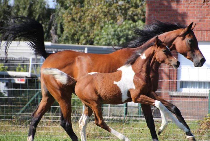 Bont merrieveulen AES stamboekpapier eventing endurance, Animaux & Accessoires, Poneys